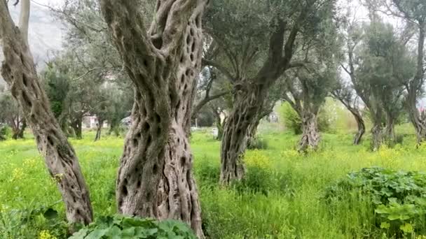 Árboles Erosionados Por Viento Naturaleza Una Pequeña Zona Boscosa Montenegro — Vídeos de Stock