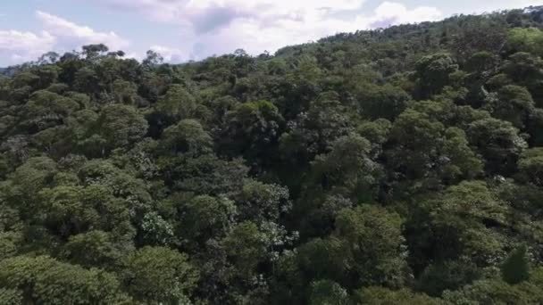 Aereal View Amazonas Flora Ecuador — стокове відео