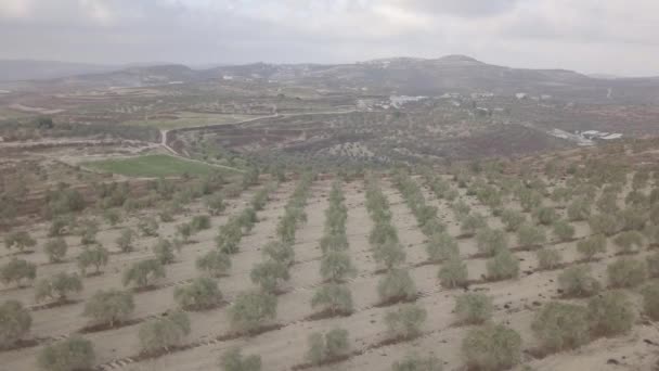 Aerial View Cropland Arraba Palestine Middle East — Stock Video