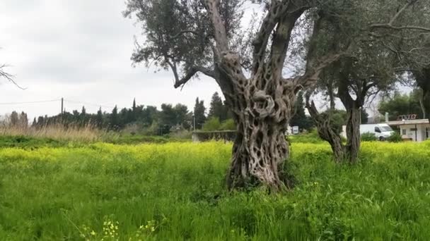 Aged Tree Weathered Erosion Wind — Stok video