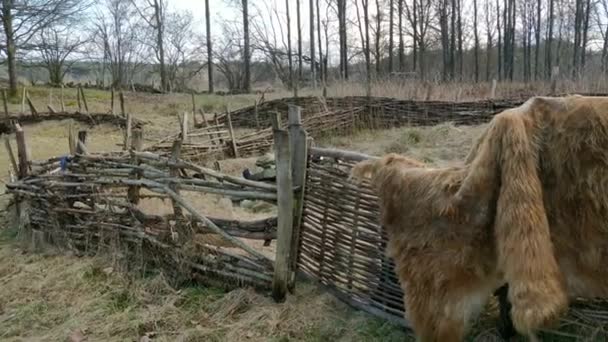 Animal Hide Drying Wooden Fence Valon Nature Reserve Sweden — Vídeos de Stock