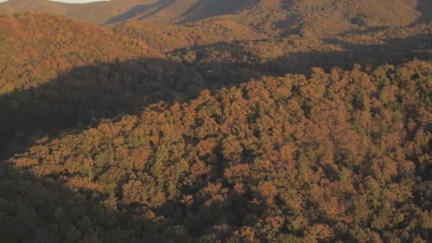 Aerial Clip Thick Forest Cover Autumn — Stockvideo