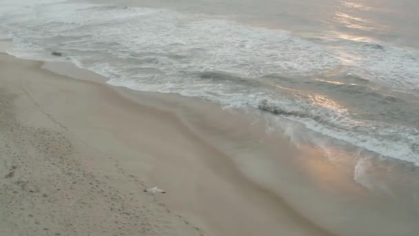 Bird Flying Beach While Sun Sets — 图库视频影像