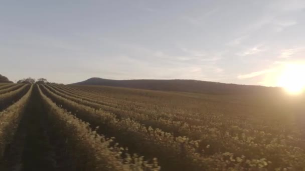 Rising Sun Shining Brightly Rows Grapevines — Video