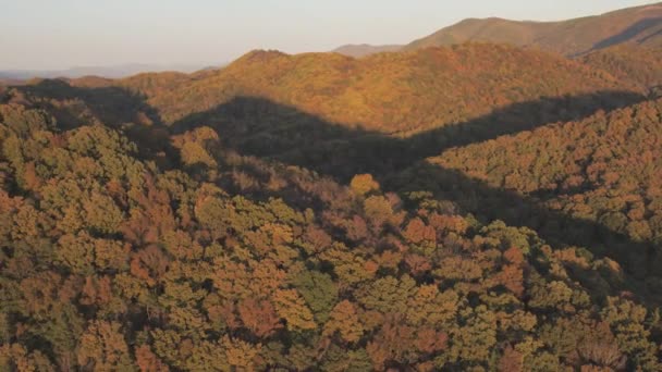 Mountain Range Cove Forest — Vídeo de Stock