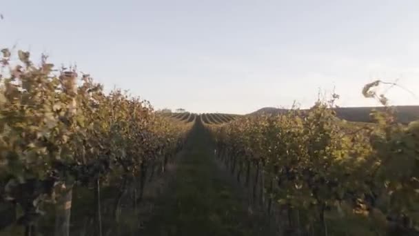 Rows Grapevines Leading Horizon — Stockvideo
