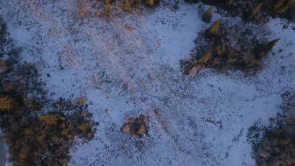 Top View Snow Sparse Forest Norwegian Countryside — 图库视频影像
