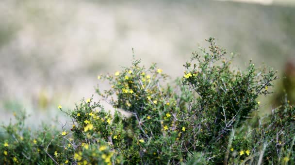 Κίτρινα Λουλούδια Της Ερήμου Κατά Διάρκεια Της Ημέρας Στο Φαράγγι — Αρχείο Βίντεο
