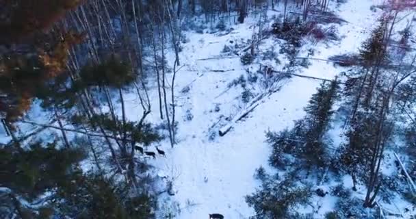 Wilde Dieren Planten Tijdens Winter — Stockvideo