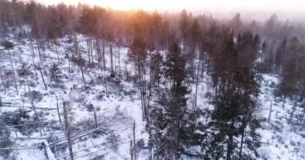 Вид Воздуха Лес Время Снега Сильными Ветрами — стоковое видео