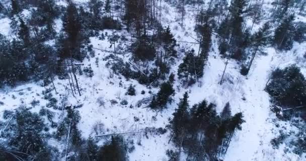 Luftaufnahme Eines Waldes Winter — Stockvideo