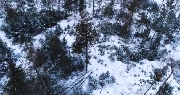 Aerial View Forest Wildlife — Stockvideo