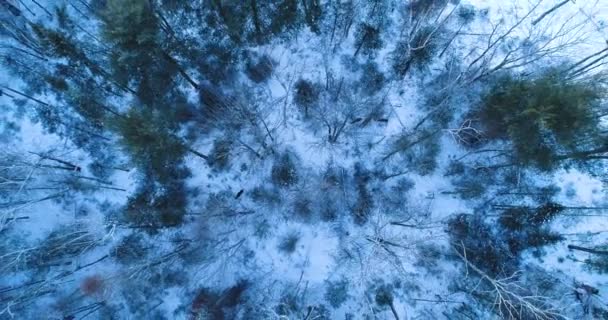 Extreme Aerial View Forest Snow — ストック動画