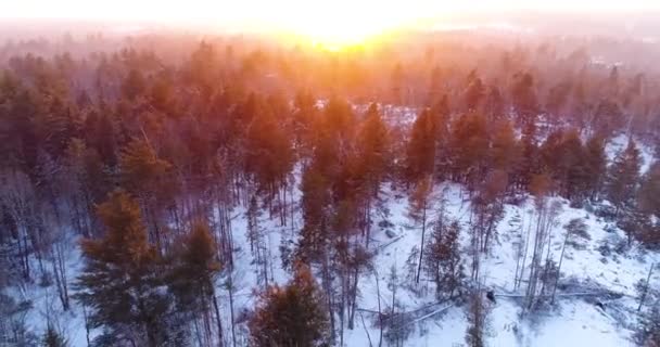 Άποψη Των Πτηνών Ενός Δάσους Που Καλύπτεται Από Χιόνι — Αρχείο Βίντεο
