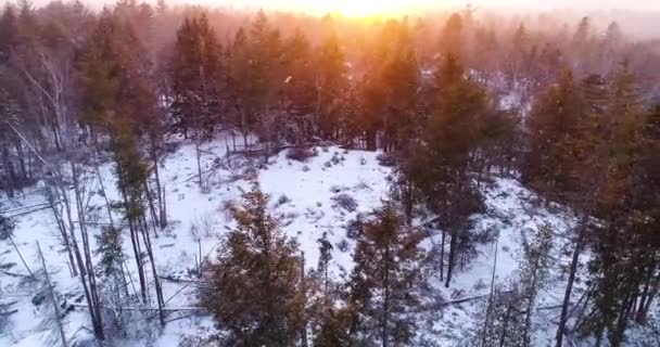 Snowing Forest While Seeing Sunset — Stock Video