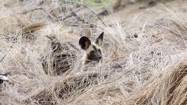 Cães Selvagens Africanos Escondidos Grama Sabi Sands Game Reserve África — Vídeo de Stock