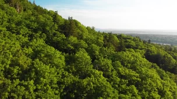 Aerial View Tree Tops Knox County Maine Usa — Vídeos de Stock