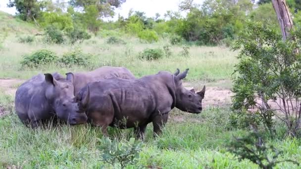 Full Shot Three Rhinoceros Standing Sabi Sands Game Reserve South — 图库视频影像