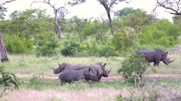 Group Rhinoceros Standing Grass Sabi Sands Game Reserve South Africa — Vídeo de stock