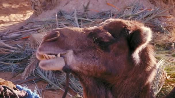 Закрыть Портрет Дромадерного Верблюда Жующего Пищу — стоковое видео