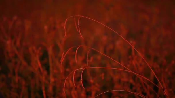 Wild Grasslands Illuminated Artificial Street Light — 비디오