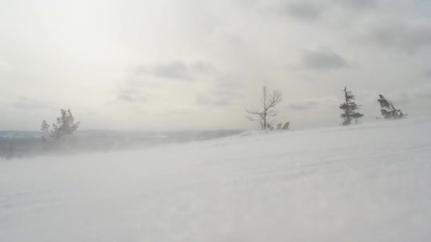 Сильный Ветер Дует Снег Низкий Угол — стоковое видео