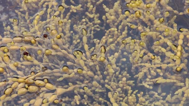 Hormosira Seaweed Growing Ocean Rock Pool — Stock video