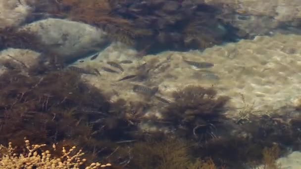 School Fish Swimming Shallow Rock Pool Rolling Wave Comes Disrupt — Vídeos de Stock