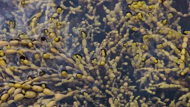 Hormosira Seaweed Growing Shallow Ocean Rock Pool — Stockvideo