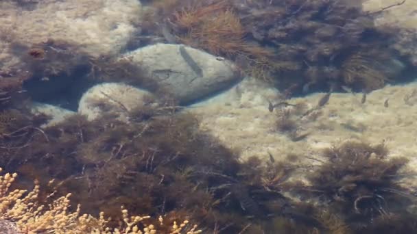 School Fish Swimming Shallow Rock Pool Searching Any Signs Food — Video