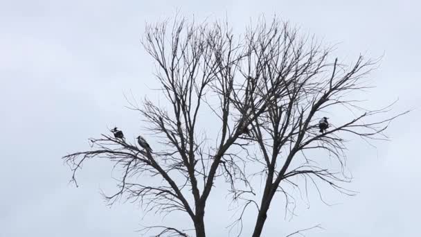Sroki Siedzą Martwym Drzewie Wiatrem Wiejącym Tak Mocno — Wideo stockowe