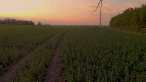 Drone Flying Fast Green Field — Video Stock