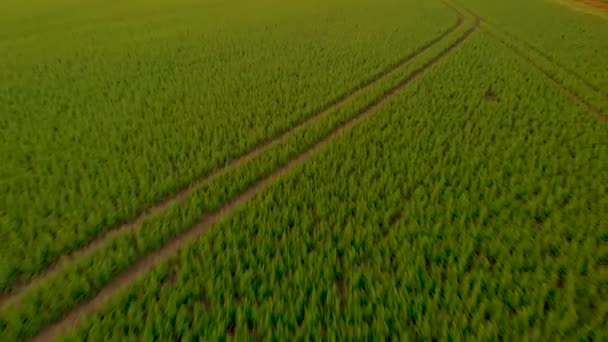 Drone Speeding Sky Green Field — Stockvideo