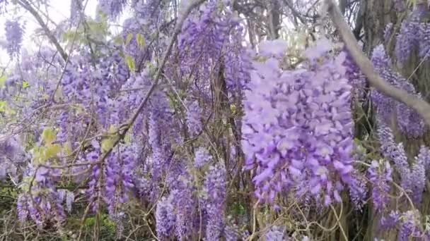 Violet Orchideák Virágzó Munkedal Svédország — Stock videók