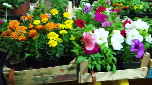 Verschiedene Blumen Zum Verkauf Podgorica Montenegro — Stockvideo