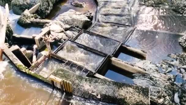 Salmon Ladder Rekil River Munkedal Sweden — Stockvideo