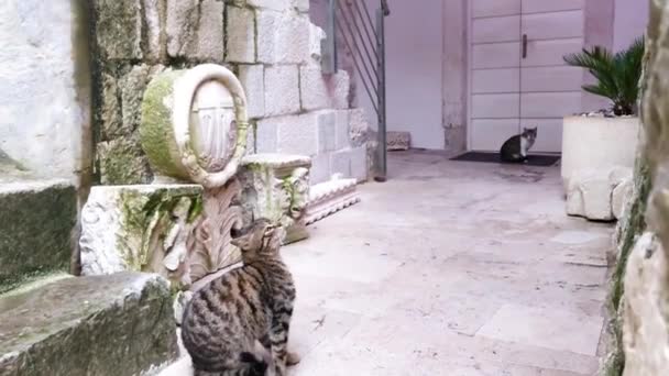Los Gatos Holgazaneando Tranquilamente Kotor Montenegro — Vídeos de Stock