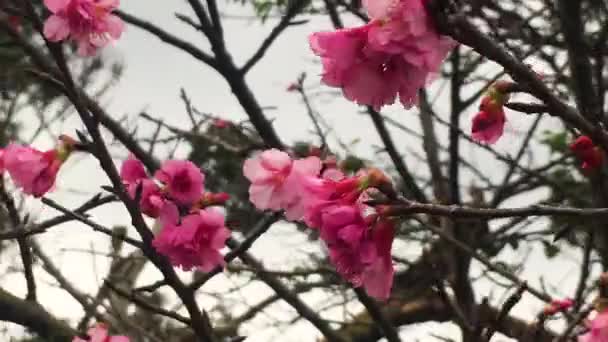 Time Lapse Kanzakura Japanese Cherry Blossom Blowing Wind — Stock video