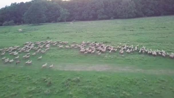 Aerial View Sheeps Grazing Romania — 图库视频影像