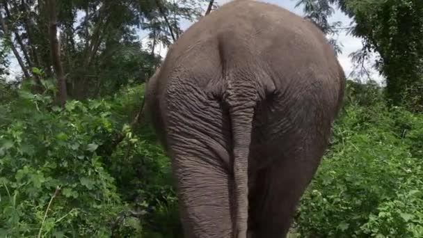 Rear View Elephant Walking Trail Forest Slow Motion — Vídeos de Stock