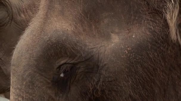 Detailed Closeup Thai Elephants Head Eye Slow Motion — ストック動画