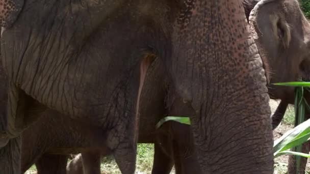 Adorable Close Thai Elephants Eating Slow Motion — Vídeo de Stock