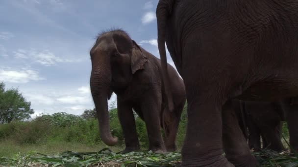 Low Angle View Thai Elephant Swirling His Trunk Ground Food — Wideo stockowe