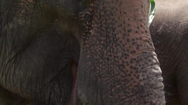 Κοντινό Πλάνο Του Ταϊλανδέζικου Ελέφαντα Μάσημα Αυτί — Αρχείο Βίντεο