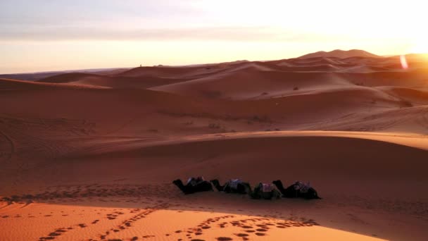 Panning Shot Sunset Desert Dunes Camels Lying Foreground — ストック動画