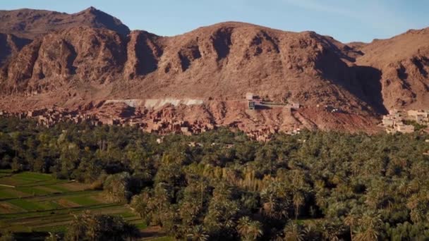 Panning Shot Green Palms Desert Oasis Gorges Todra Morocco — Vídeos de Stock