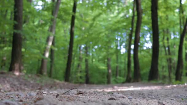 Low Angle Shot Trail Runner Forest Jumps Camera Moving Away — Vídeos de Stock