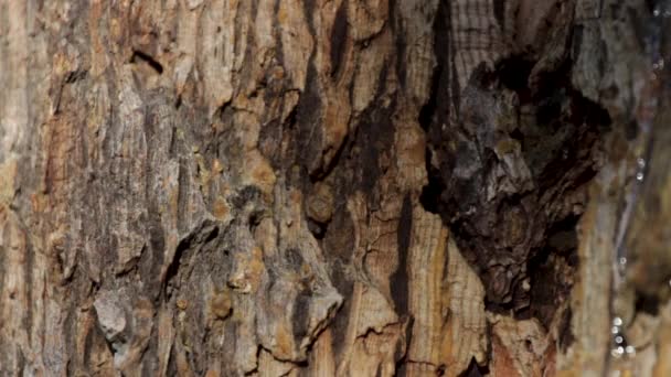 Close Shot Black Ant Walking All Brown Bark Tree Trunk — Stok video
