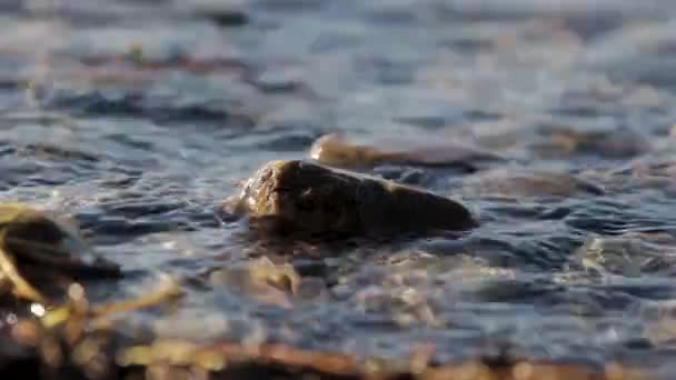 Ближе Спокойному Озеру Волны Омывают Камни Мелководье Берега — стоковое видео