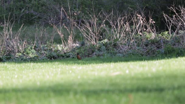 American Robin Bird Walking Green Grass Meadow Park — стокове відео